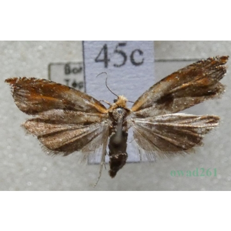 Ancylis mitterbacheriana (Denis & Schiffermüller, 1775) Czech45c